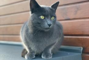 Alerta de Desaparición Gato Macho , 2 años Reignier-Esery Francia