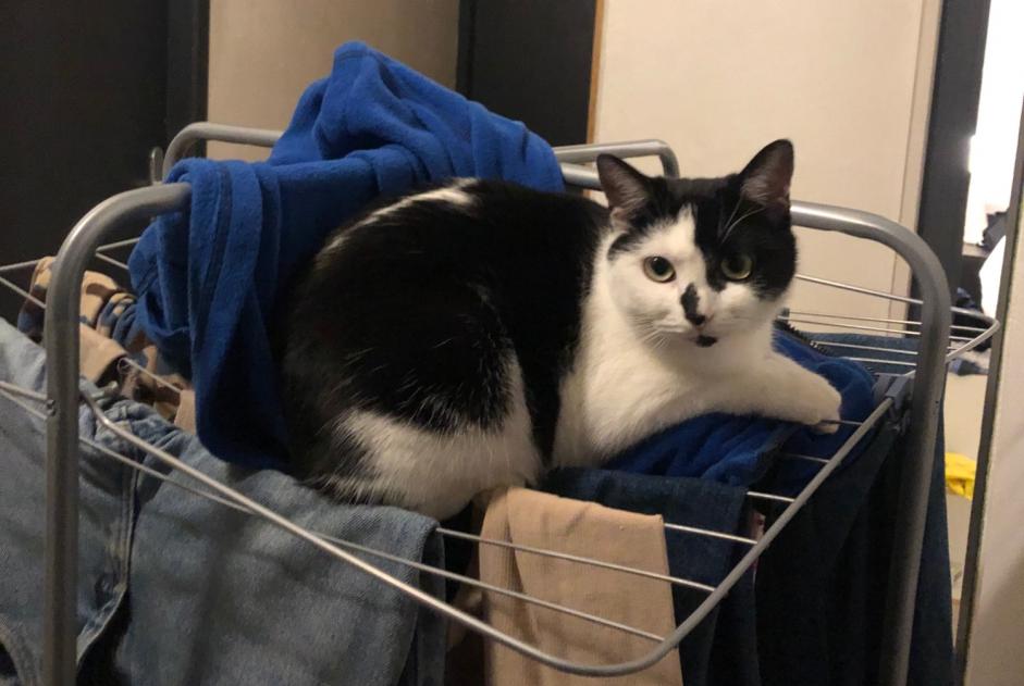 Alerta de Desaparición Gato Hembra , 2 años Toulouse Francia