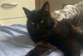 Alerta de Desaparición Gato Macho , 3 años Brive-la-Gaillarde Francia