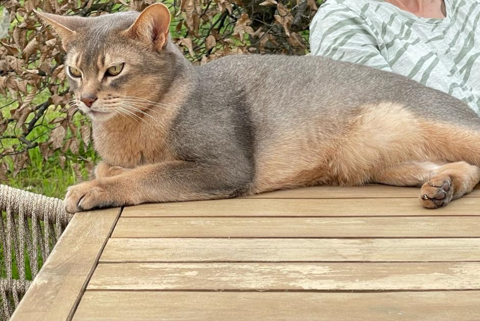 Alerta de Desaparición Gato  Macho , 9 años La Fouillade Francia