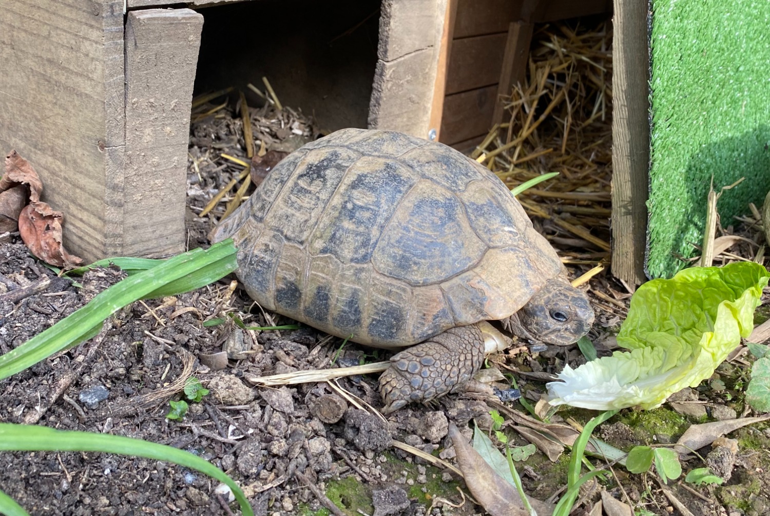 Alerta de Desaparición Tortuga Macho , 2025 años Cesson-Sévigné Francia