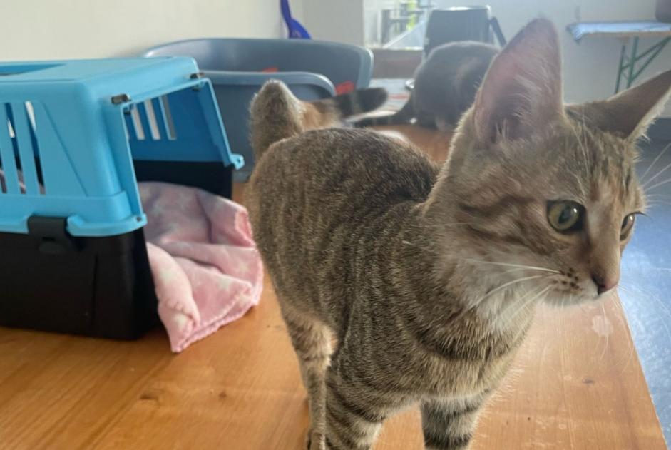 Alerta de Hallazgo Gato  Hembra Neuchâtel Suiza