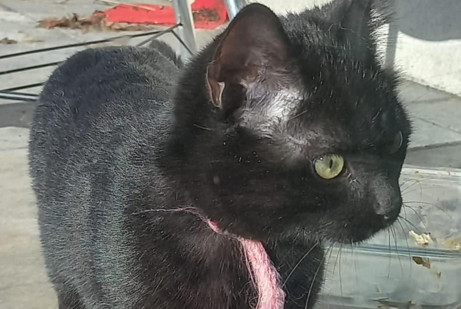 Alerta de Desaparición Gato Macho , 1 años Saint-Maurice-des-Noues Francia