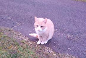 Alerta de Hallazgo Gato Desconocido Moutiers-en-Puisaye Francia