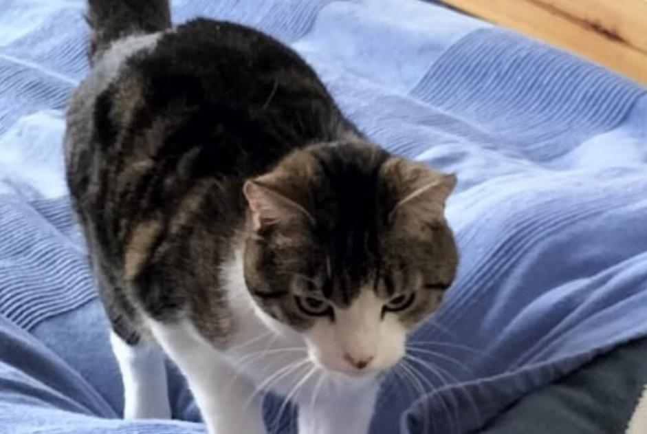 Alerta de Desaparición Gato Macho , 7 años Fribourg Suiza