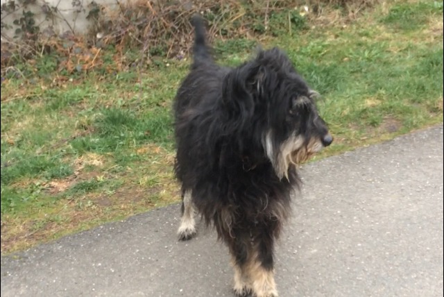 Alerta de Hallazgo Perro cruce Macho , 7 años Saint-Jean-Soleymieux Francia