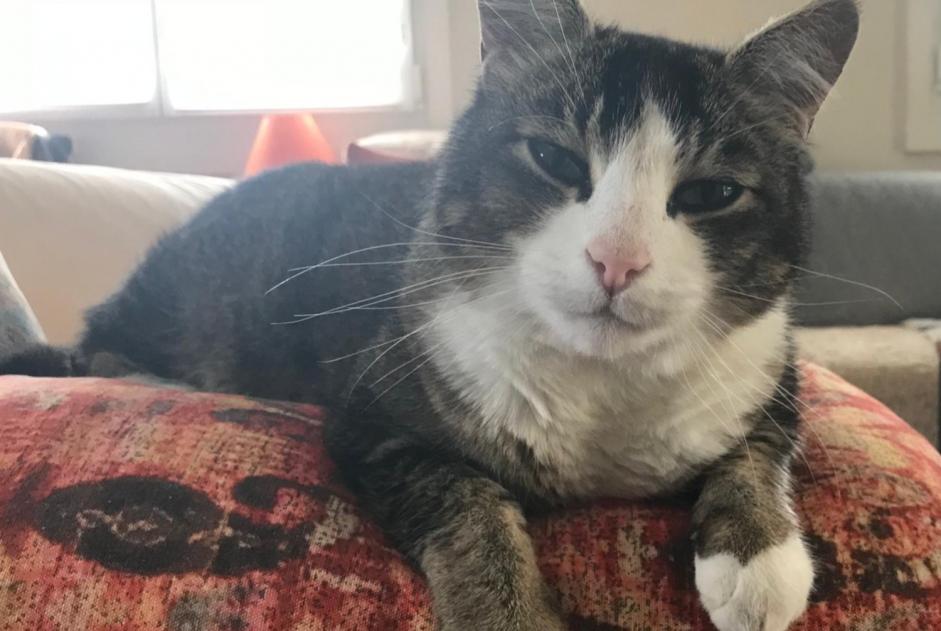 Alerta de Desaparición Gato cruce Macho , 14 años Forel (Lavaux) Suiza