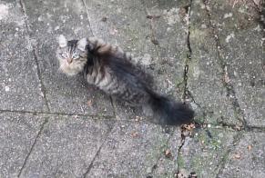 Alerta de Hallazgo Gato Desconocido Béning-lès-Saint-Avold Francia