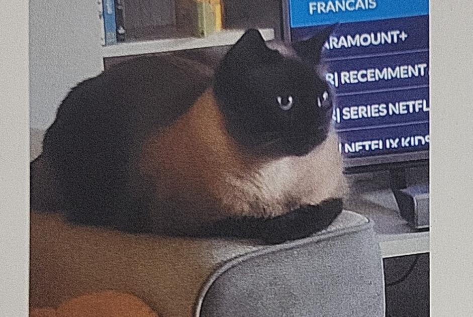 Alerta de Desaparición Gato  Macho , 4 años Drancy Francia