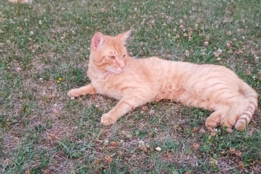 Alerta de Desaparición Gato  Macho , 2 años Saint-Aubin-de-Nabirat Francia