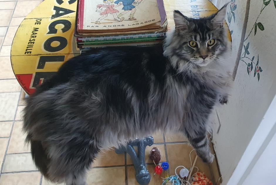 Alerta de Desaparición Gato  Macho , 1 años Toulon Francia