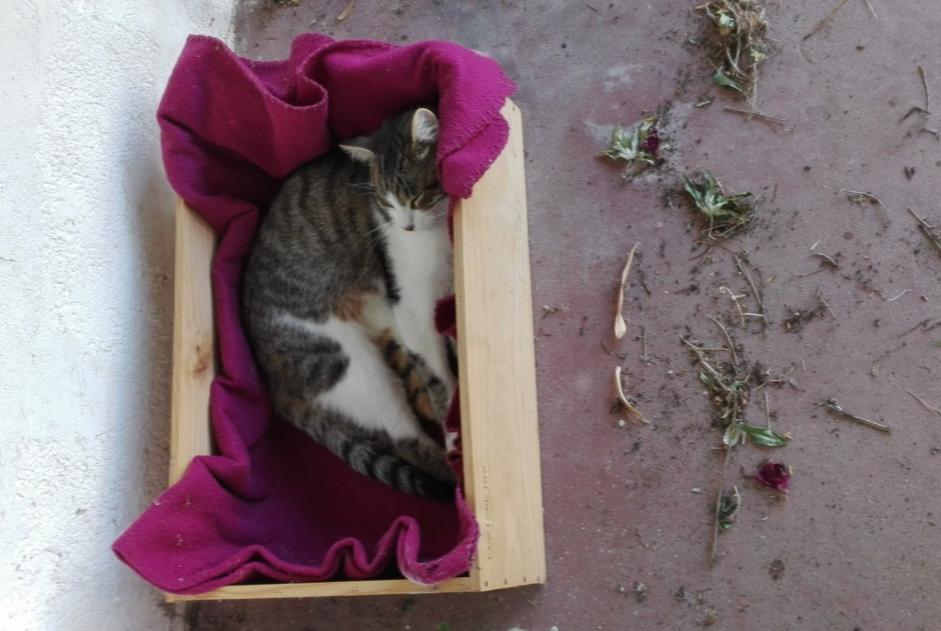 Alerte Disparition Chat  Mâle , 9 ans Vertou France