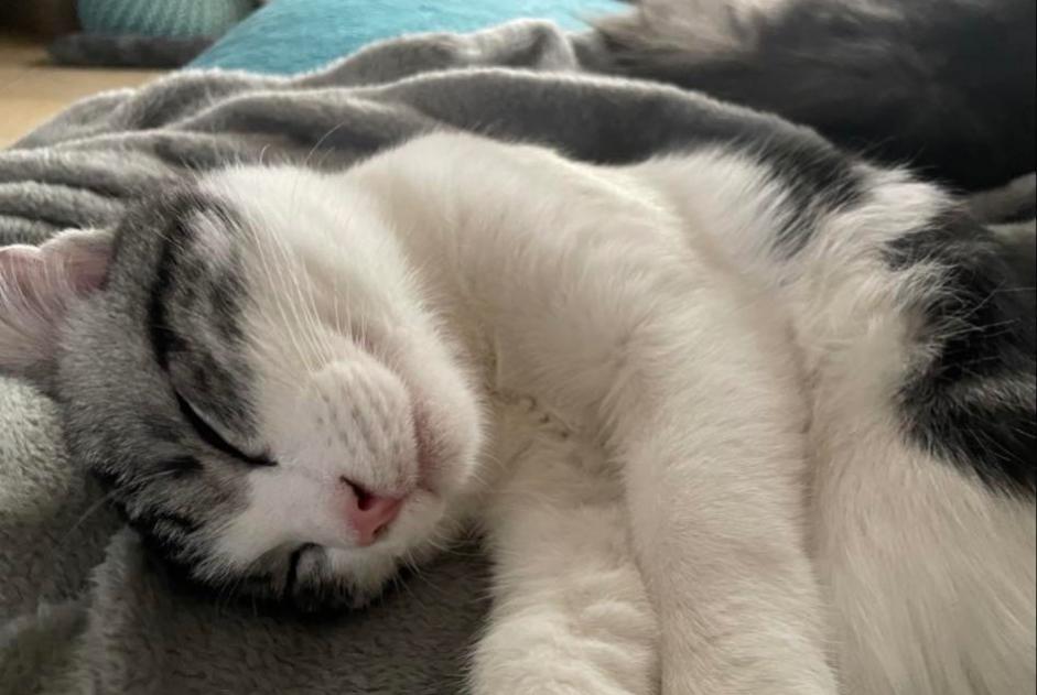 Alerte Disparition Chat Mâle , 2 ans Andenne Belgique