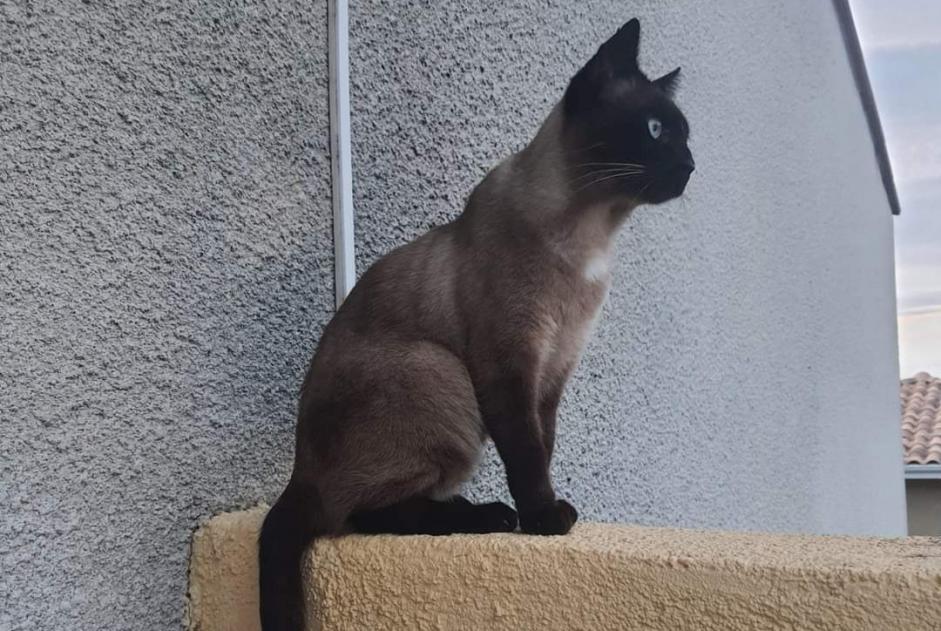 Alerte Disparition Chat  Mâle , 6 ans Perpignan France