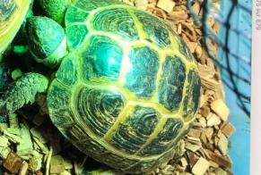 Alerte Disparition Tortue Femelle , 2025 ans Châtellerault France