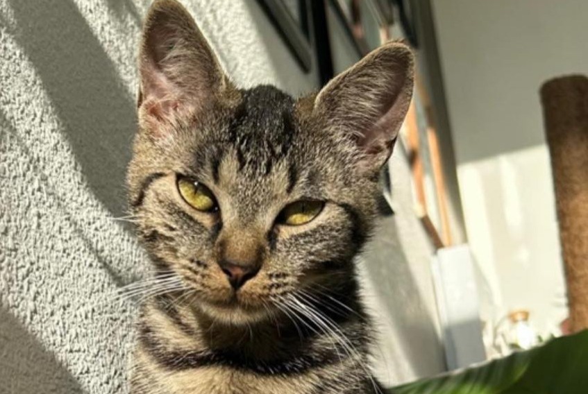 Alerte Disparition Chat  Femelle , 3 ans Chécy France