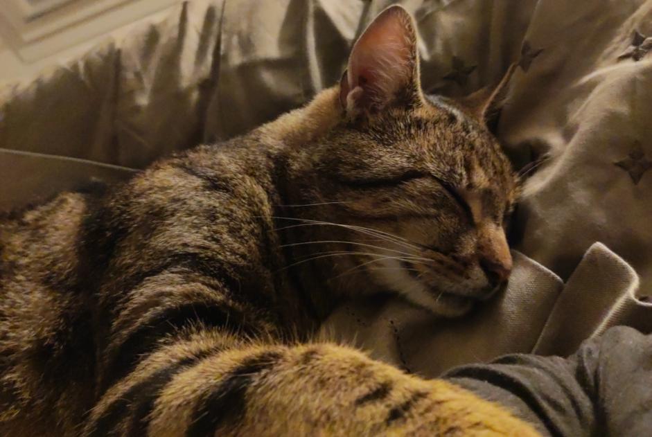 Alerte Disparition Chat Mâle , 3 ans Bully-les-Mines France