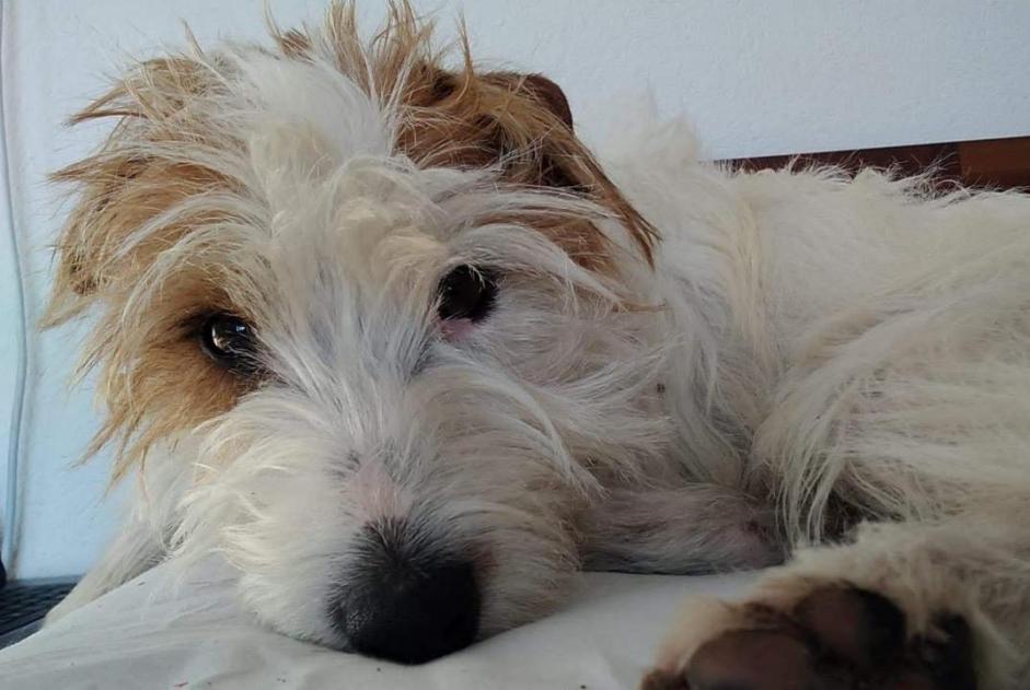 Alerte Disparition Chien  Mâle , 9 ans Ville-la-Grand France