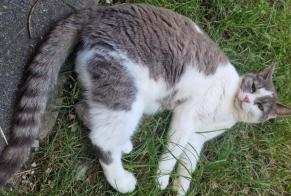 Alerte Disparition Chat  Femelle , 6 ans Neuchâtel Suisse