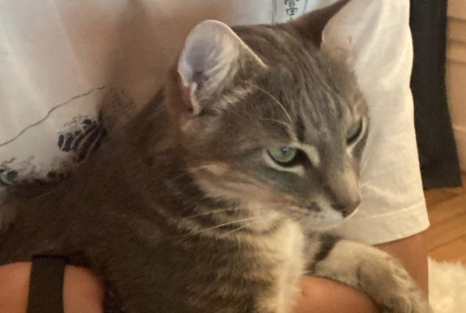 Alerte Disparition Chat croisement Mâle , 3 ans Porte-de-Seine France