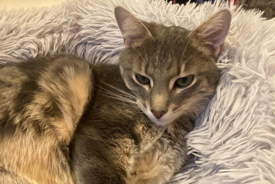 Alerte Disparition Chat croisement Mâle , 3 ans Porte-de-Seine France