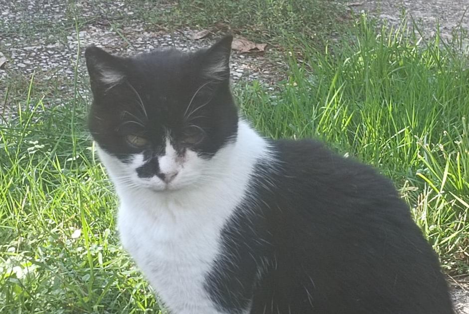 Alerte Disparition Chat Femelle , 9 ans Vigneux-sur-Seine France