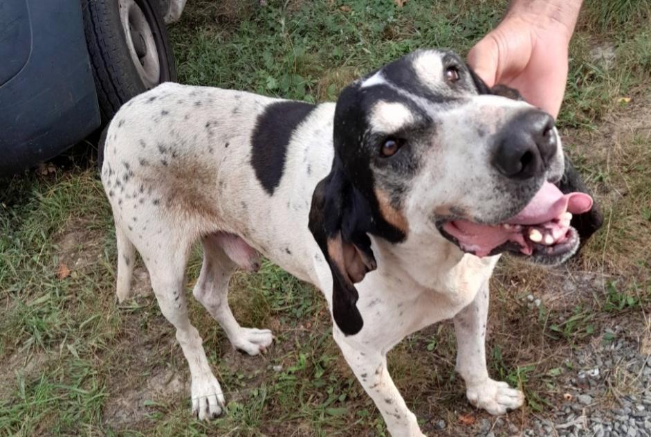 Alerte Découverte Chien  Mâle Bellegarde-Marsal France