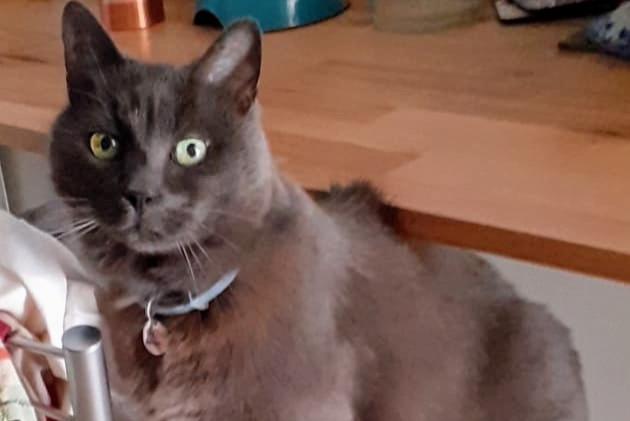 Alerte Disparition Chat Mâle , 13 ans Louviers France