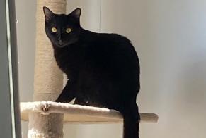 Alerte Disparition Chat Femelle , 1 ans Cheseaux-sur-Lausanne Suisse