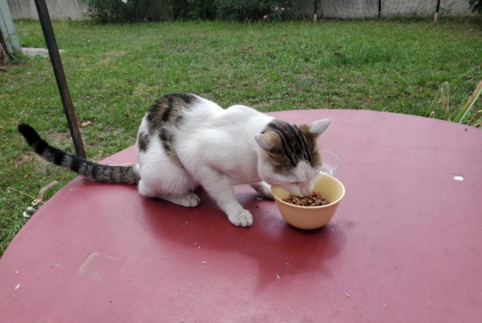 Alerte Découverte Chat croisement Mâle Villeneuve-Tolosane France