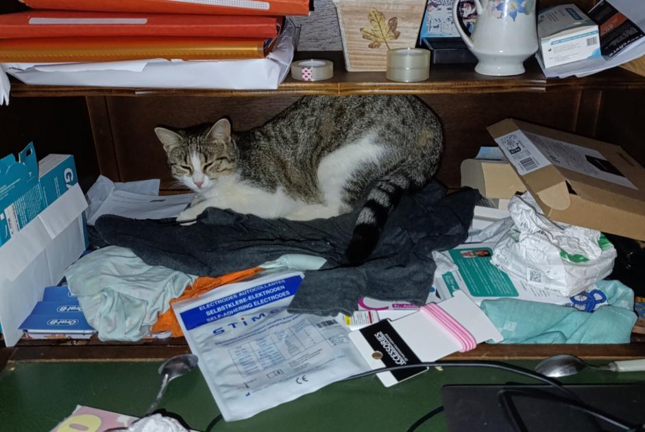 Alerte Disparition Chat Femelle , 1 ans Passirac France