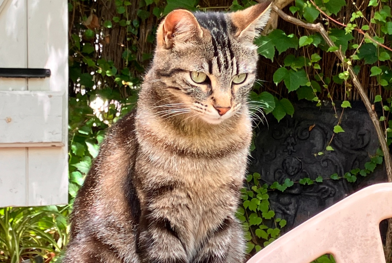 Alerte Disparition Chat Femelle , 3 ans Lacroix-Falgarde France