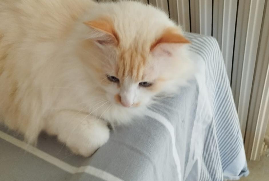 Alerte Disparition Chat  Mâle , 7 ans Nantes France