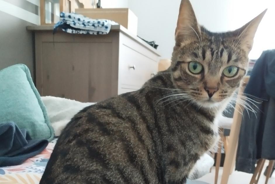 Alerte Disparition Chat Femelle , 2 ans La Montagne France