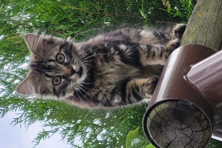 Alerte Disparition Chat Mâle , 0 ans Le Blanc-Mesnil France