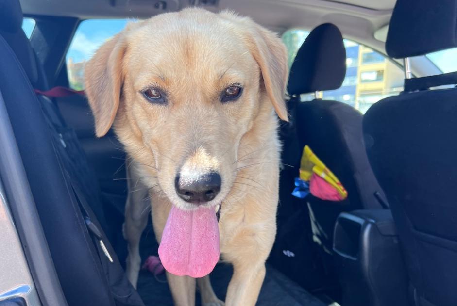 Alerte Découverte Chien croisement Mâle Vila Nova de Gaia Portugal