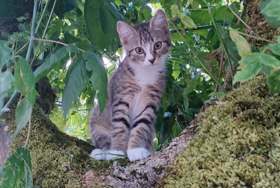 Alerte Disparition Chat croisement Femelle , 0 ans Pessac France