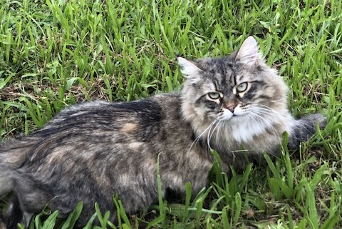 Alerte Disparition Chat  Femelle , 2 ans L'Haÿ-les-Roses France