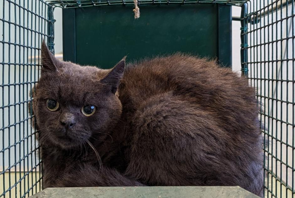 Alerte Découverte Chat  Inconnu , 2 ans Nans France