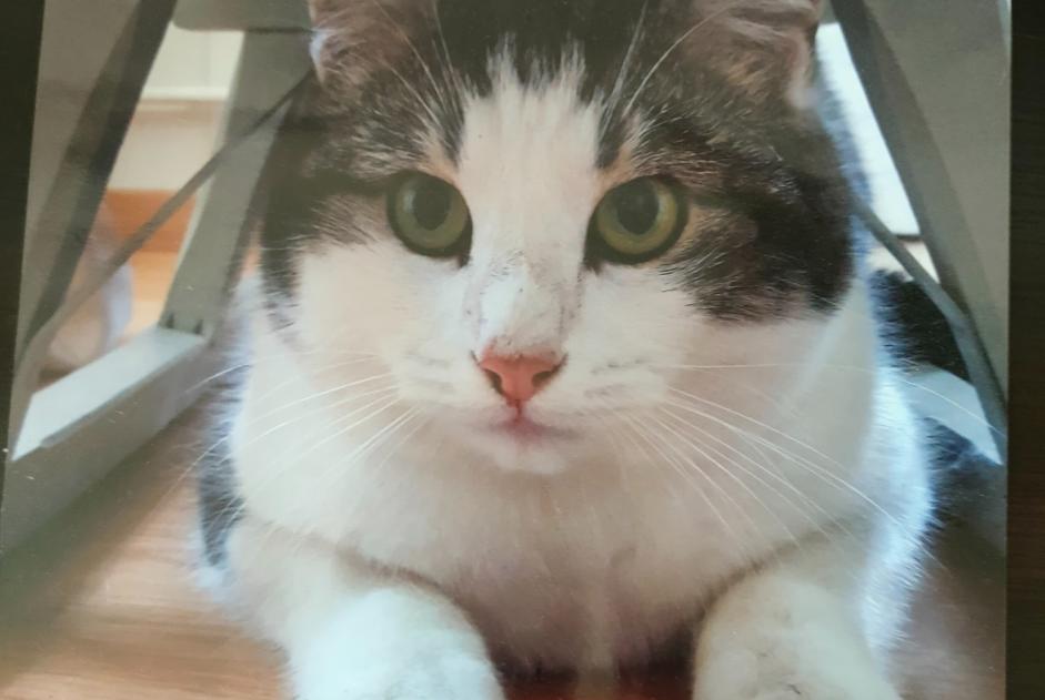 Alerte Disparition Chat Mâle , 7 ans Boudry Suisse