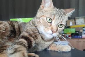 Alerte Disparition Chat croisement Femelle , 0 ans Cernay France