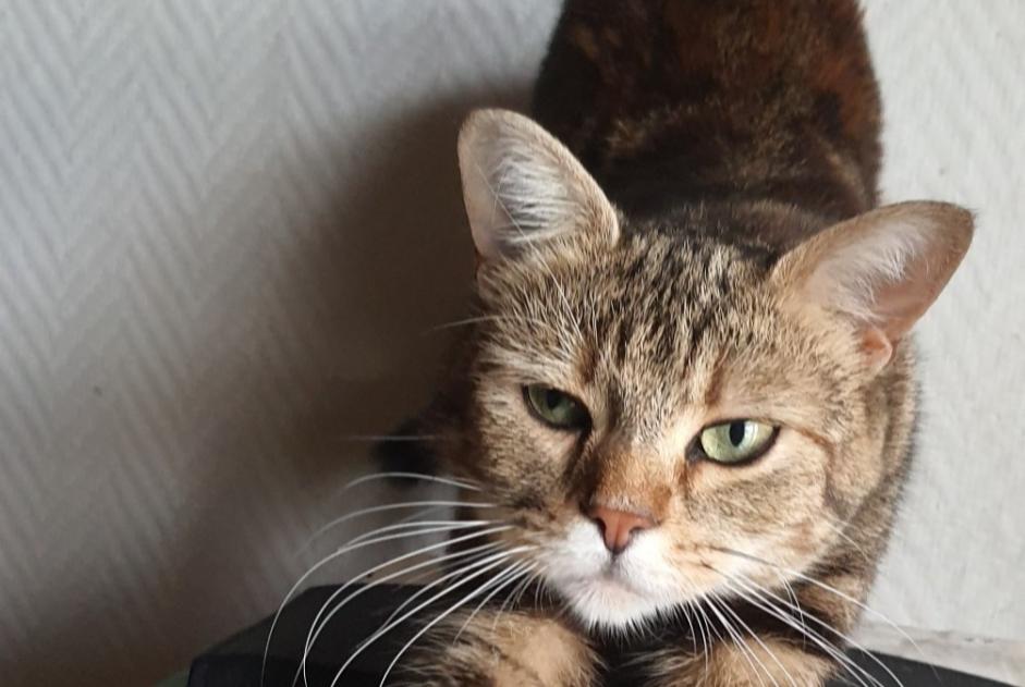 Alerte Disparition Chat croisement Femelle , 0 ans Cernay France