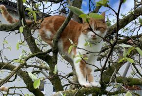 Alerte Disparition Chat Mâle , 2 ans Vullierens Suisse