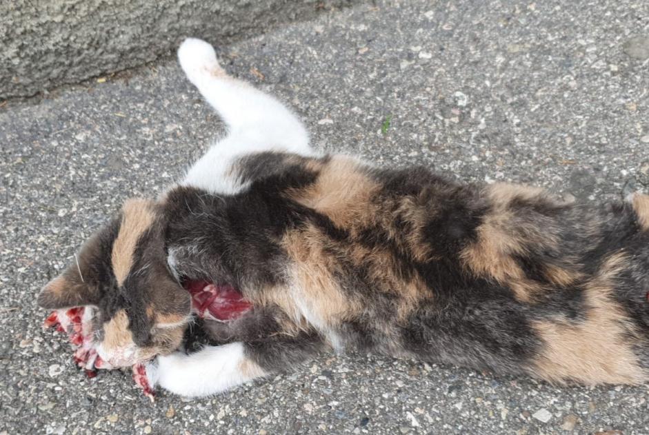 Alerte Découverte Chat croisement Inconnu Neuchâtel Suisse