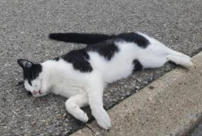 Alerte Découverte Chat croisement Inconnu La Chaux-de-Fonds Suisse