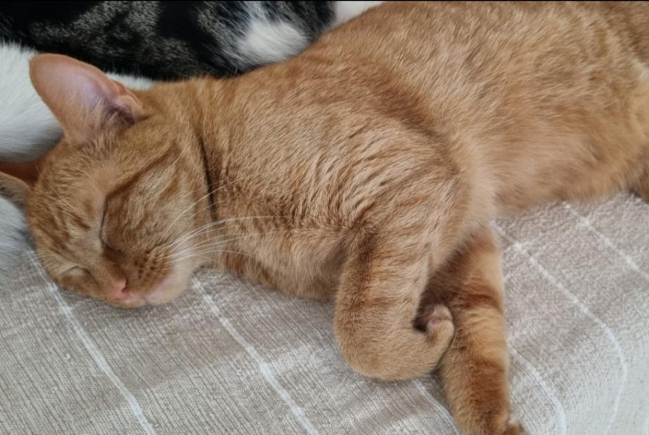 Alerte Disparition Chat  Mâle , 2 ans Etterbeek Belgique