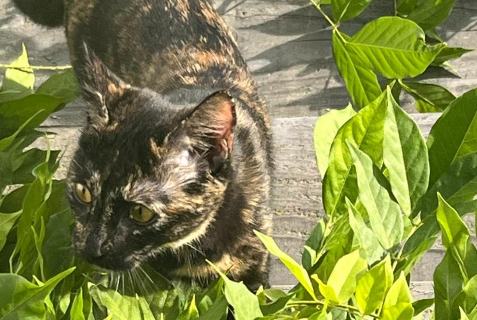 Alerte Disparition Chat  Femelle , 0 ans La Hulpe Belgique