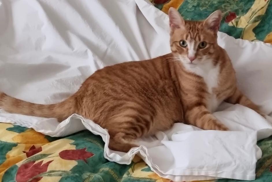 Alerte Disparition Chat Mâle , 3 ans Nendaz Suisse