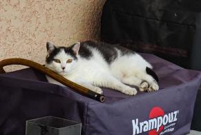 Alerte Disparition Chat Femelle , 5 ans Lupé France