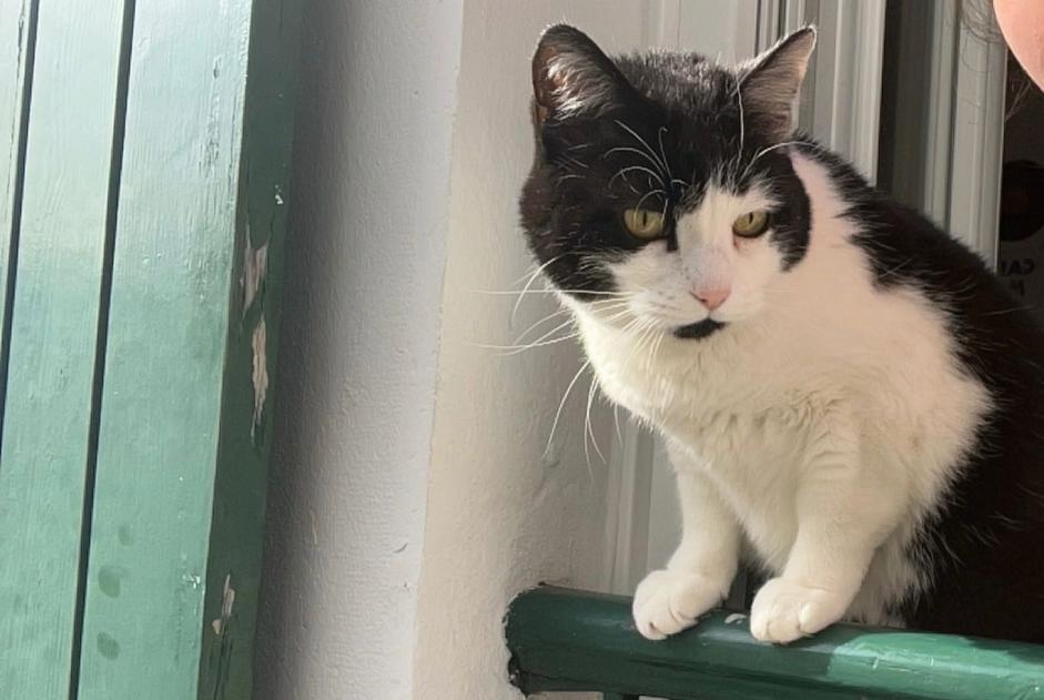 Alerte Disparition Chat  Femelle , 10 ans Pau France